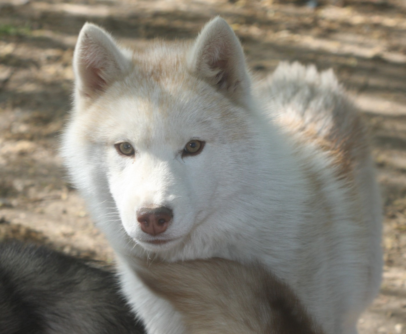 Publication : Of Legendary's Reborn 