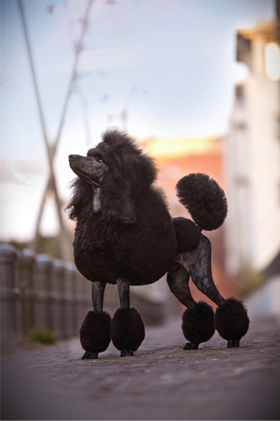 Publication : Spirit Of Harmony