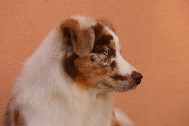 Publication : du Mas Karel Auteur : MasKarel