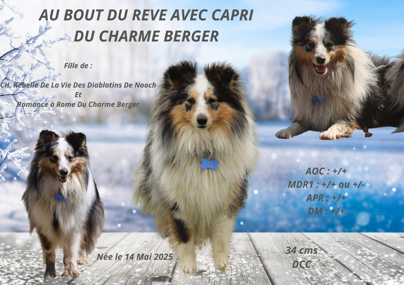 Publication : Du Charme Berger  Auteur : Lydie ROUSSEAU
