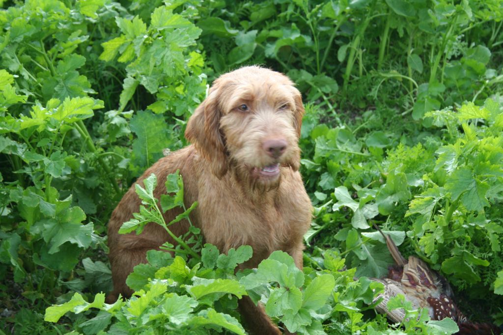 Publication : De la chapelle aux trois tilleuls Auteur : JEREMIE PARDIEU