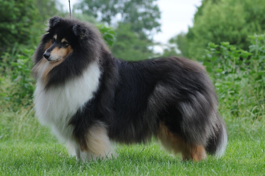 CH. Someone like you Of The Lovely Bears