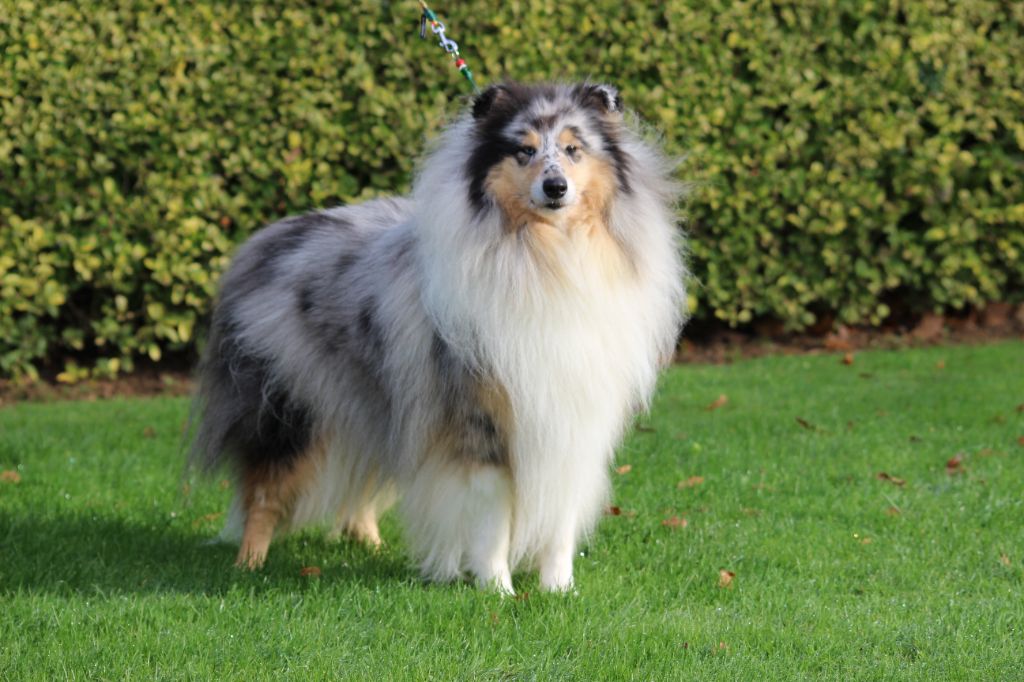 Publication : des Hauts Vikings Normands