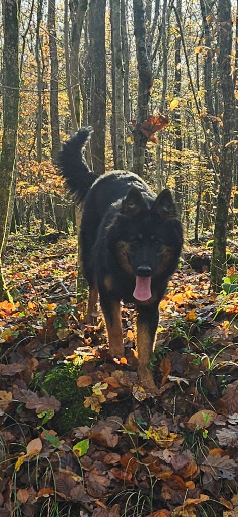 Publication : Les Bohemes De Sologne Auteur : deschamps e