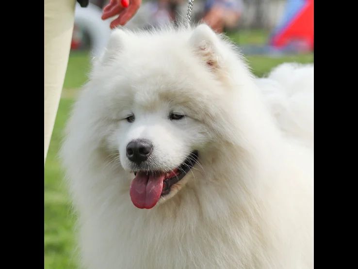 Publication : ANNA IVANOVA