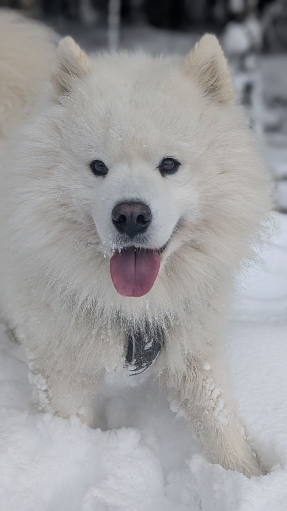 Publication : Anaïs Dederichs 