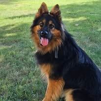 Publication : Les Bohemes De Sologne Auteur : deschamps