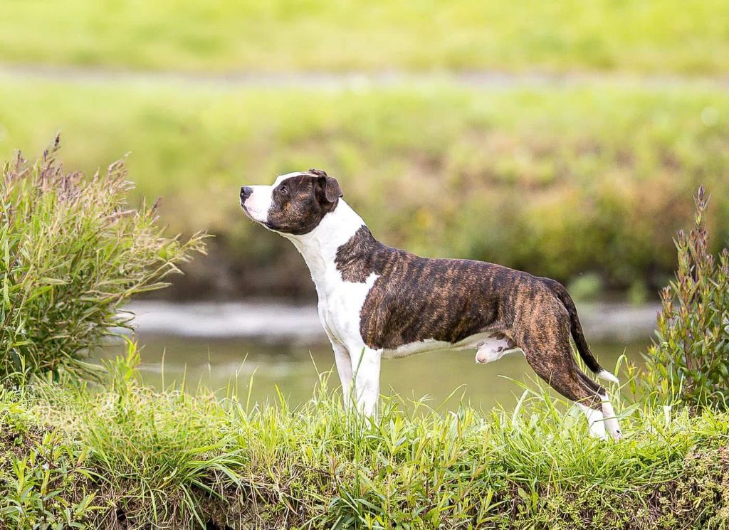 Publication : Old Parry's 