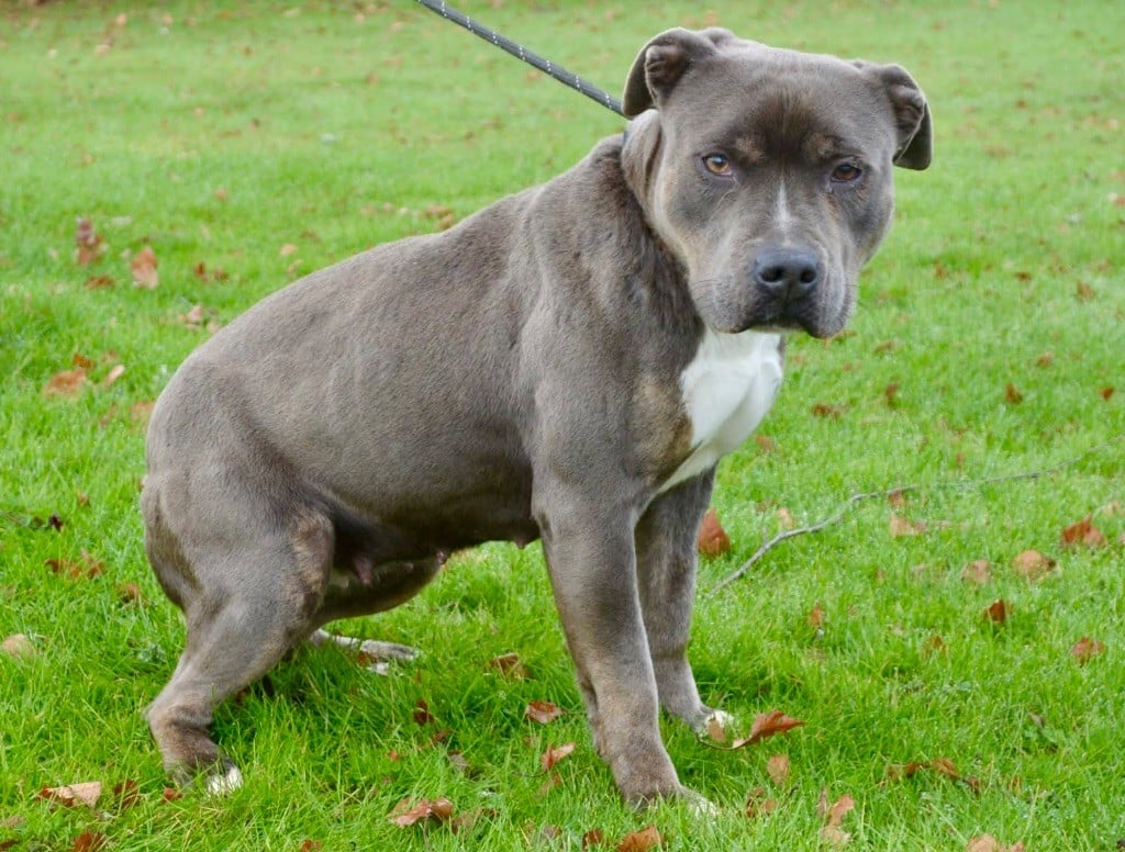 Publication : La Terre Des Diamants Bleus 