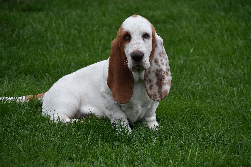 Publication : De La Garde Onirienne