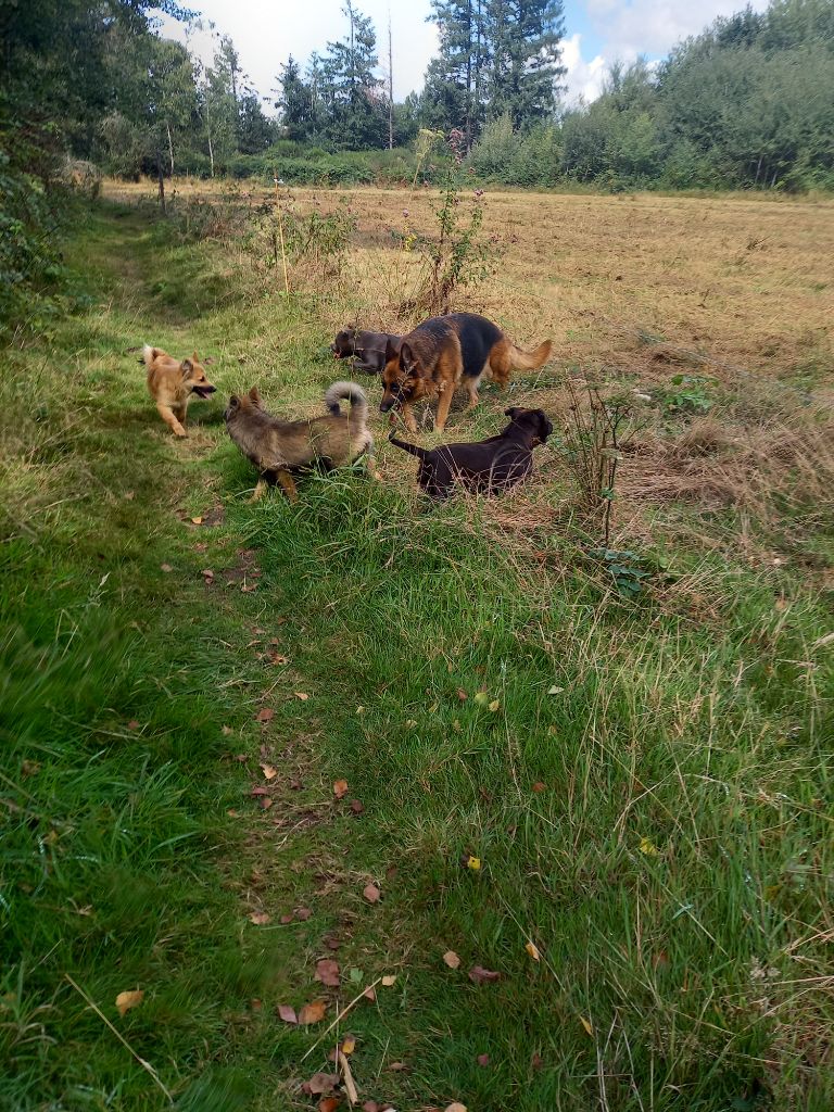 Publication : du logis des harfangs