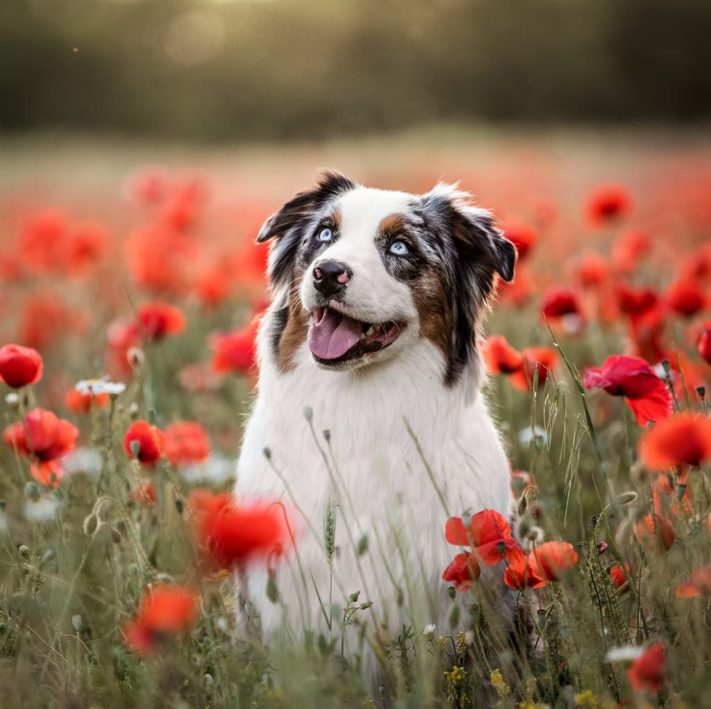 Publication : Des Gardiens Du Rouvergue