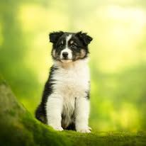 Publication : Des Bebouw D'Urka Auteur : Elevage Des Bebouw d'Urka 