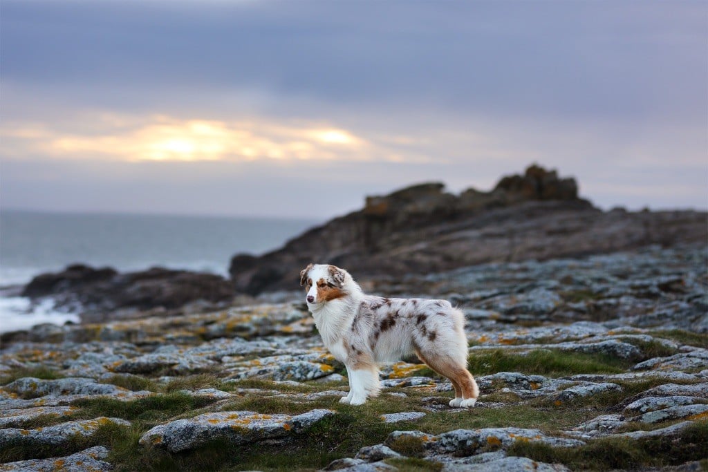 Publication : Midnight Spark Auteur : Margot Guillet