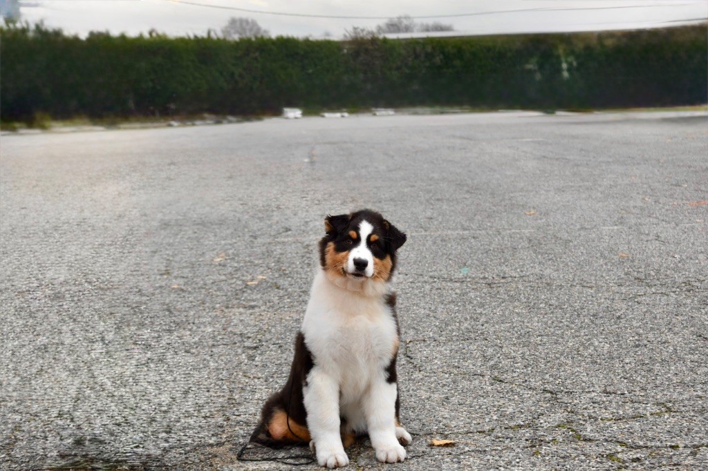 Publication : De La Vallée Féérique 