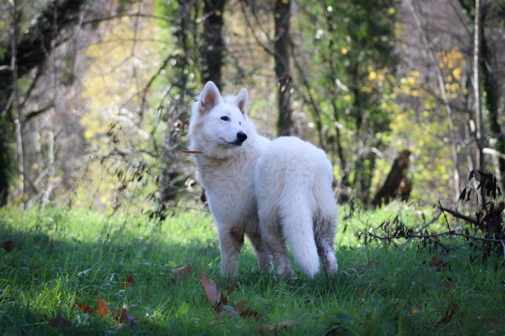 Publication : Des Traces De Loup