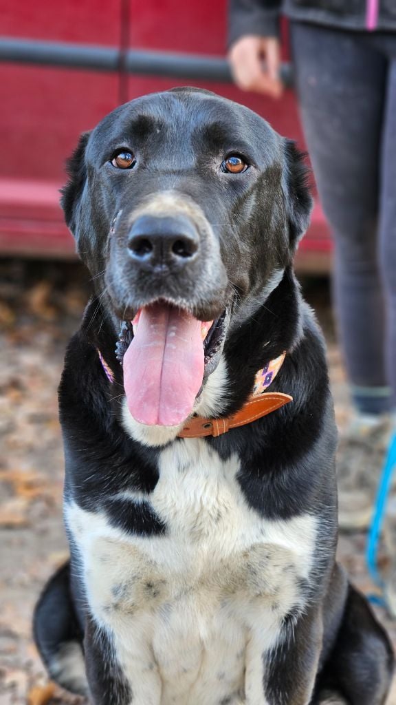 Publication : The Legend Of Kangal