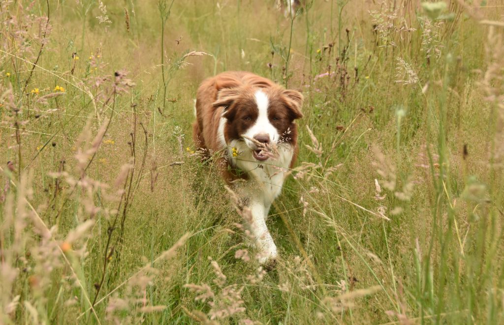 Publication : des Collines de Sagne 