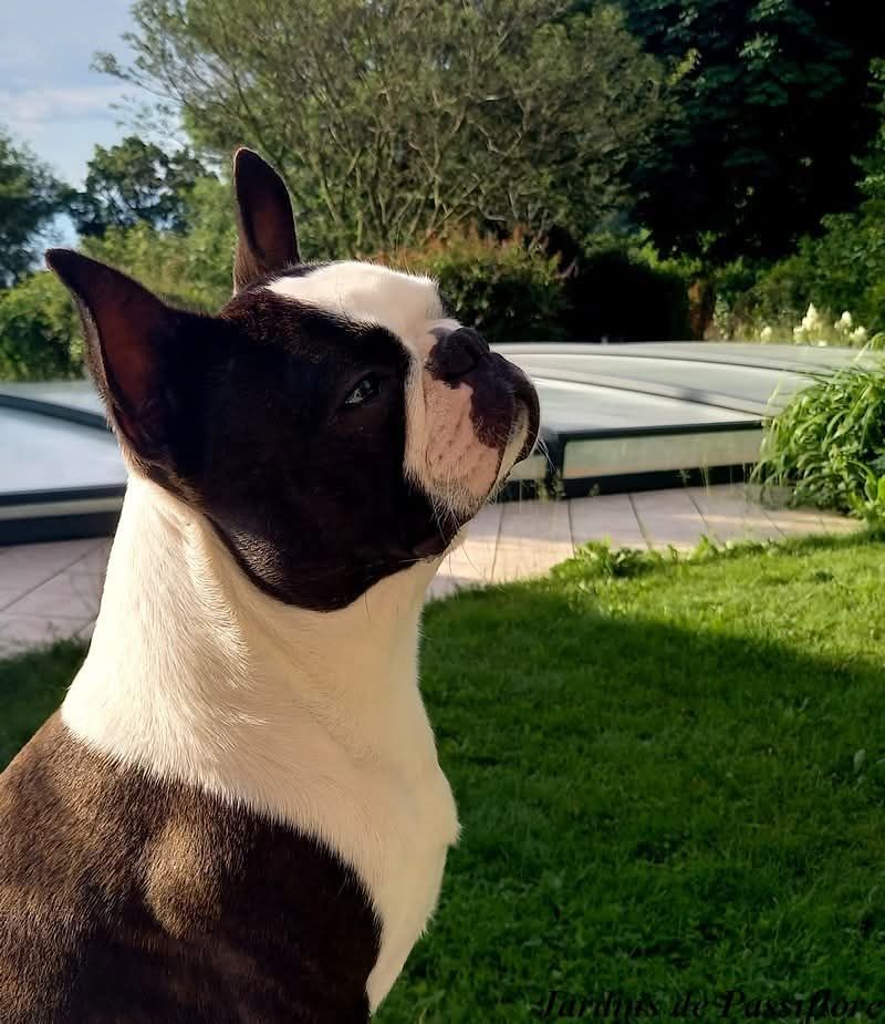 Publication : des Jardins de Passiflore