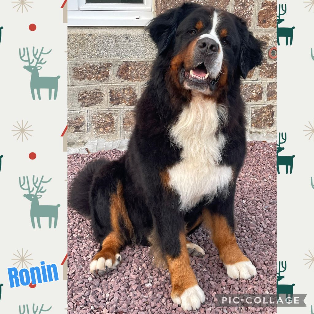 Publication : De La Baie De La Mancha Auteur : elevage de la baie de la mancha