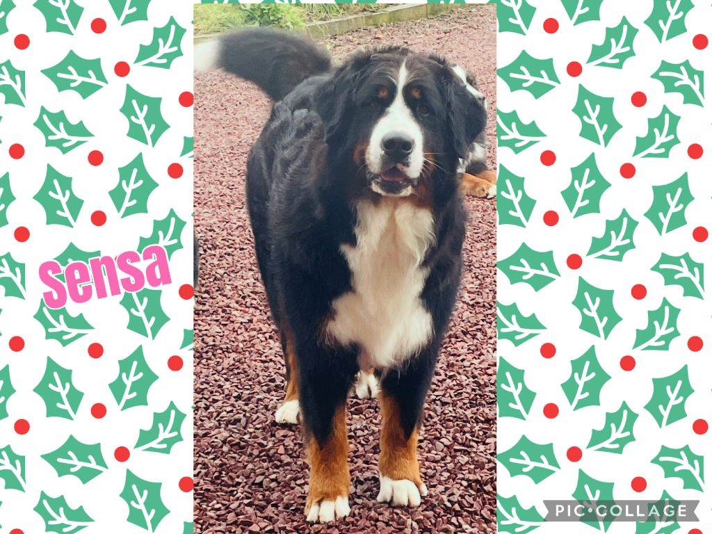 Publication : De La Baie De La Mancha Auteur : elevage de la baie de la mancha