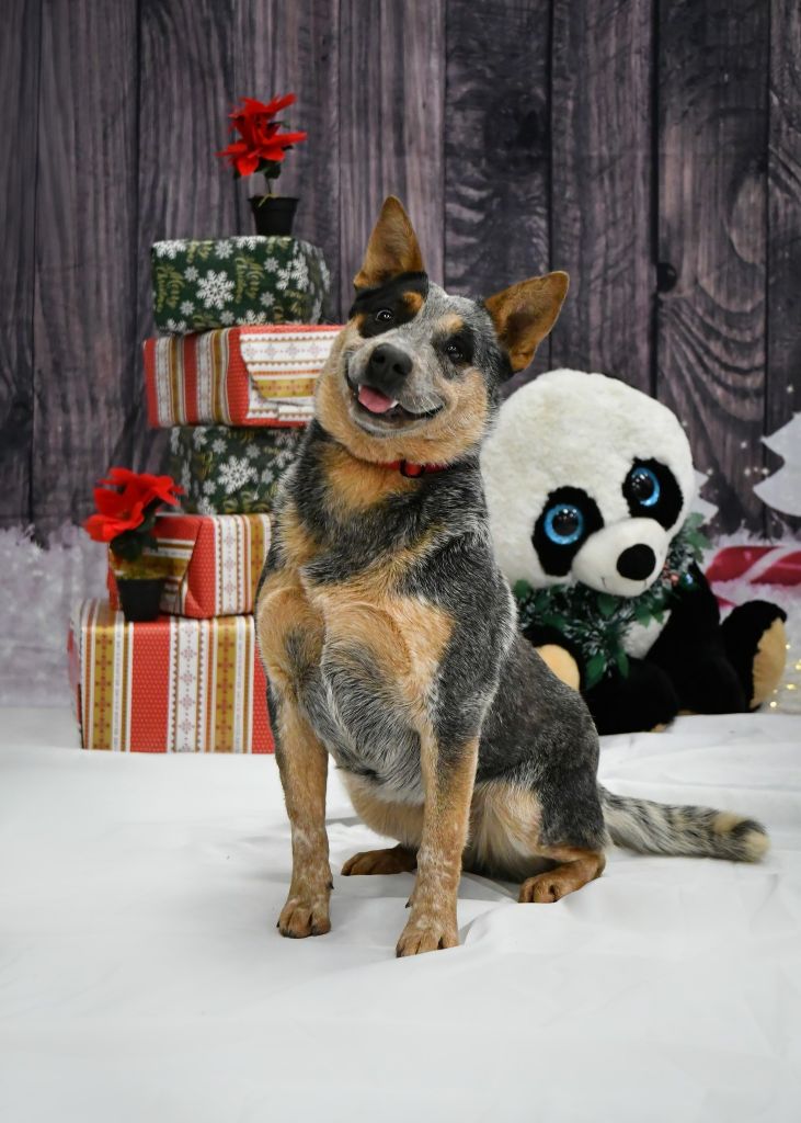 Under my skin Ddk's Tribute