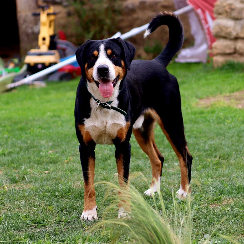 Publication : Des Falaises D'Armor 