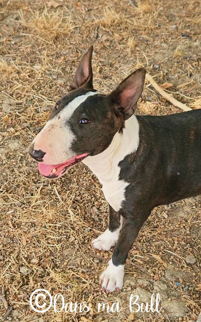 Publication : Dans Ma Bull 