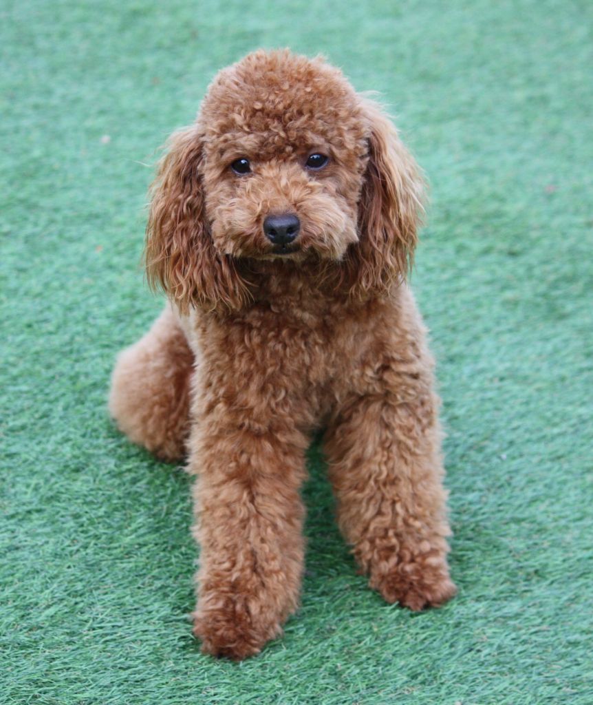 Publication : du mas d'aigret Auteur : masdaigret