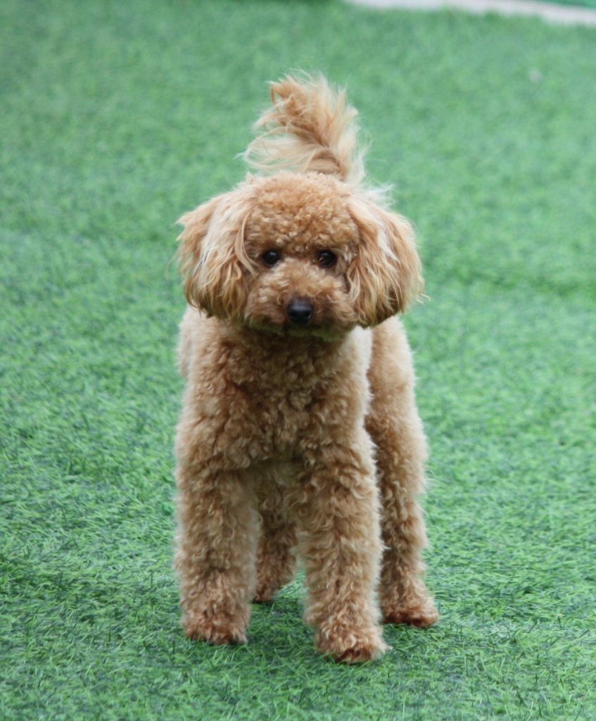 Publication : du mas d'aigret Auteur : masdaigret