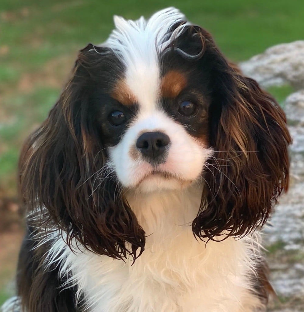 Publication : Du Mas De Dixie Auteur : Du mas de dixie