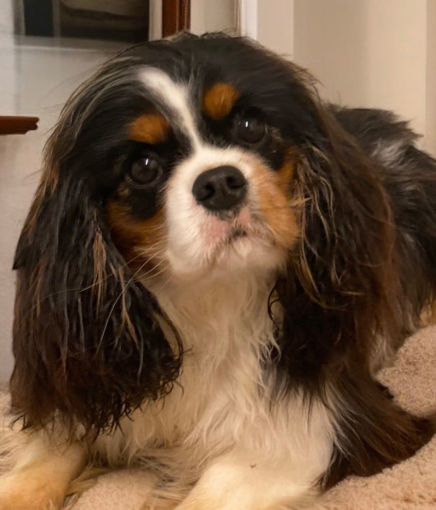 Publication : Du Mas De Dixie Auteur : Du mas de dixie 