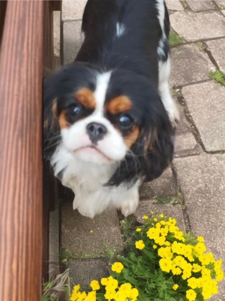 Publication : Du Mas De Dixie 