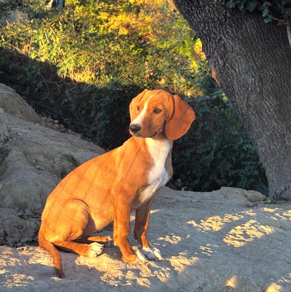 Publication : De La Menée Rouge