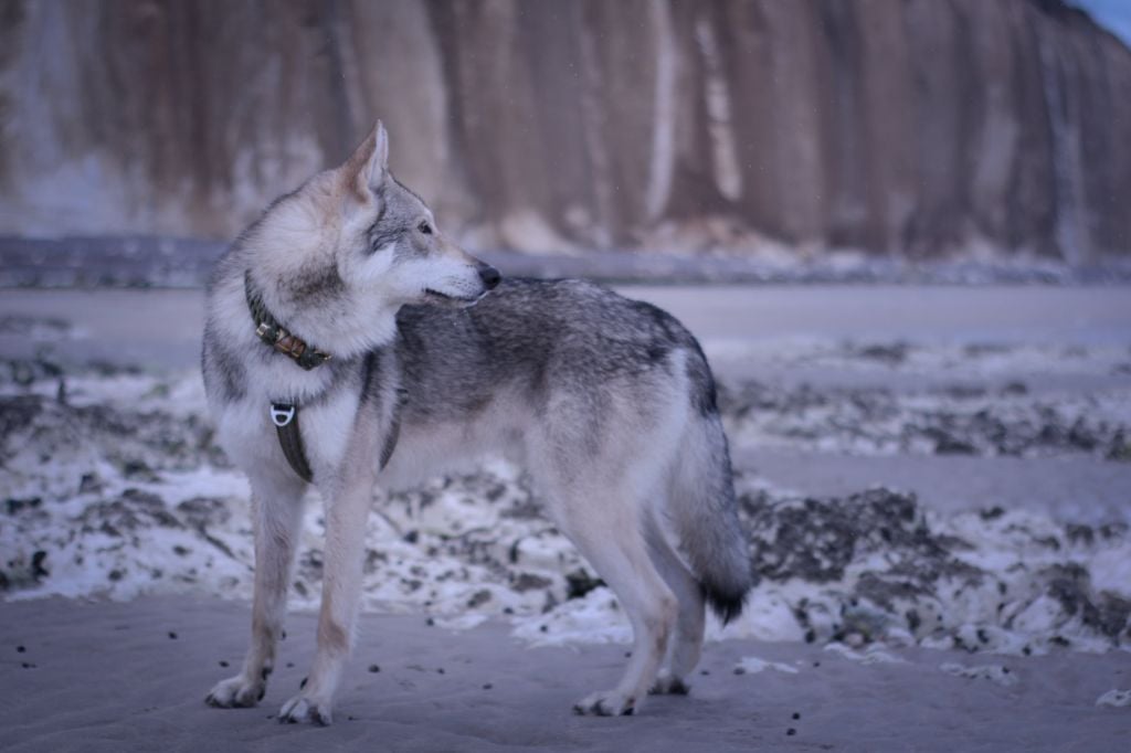 Publication : Savage Offspring