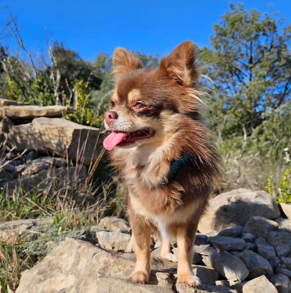 Publication : Stella Comae Bérénices 