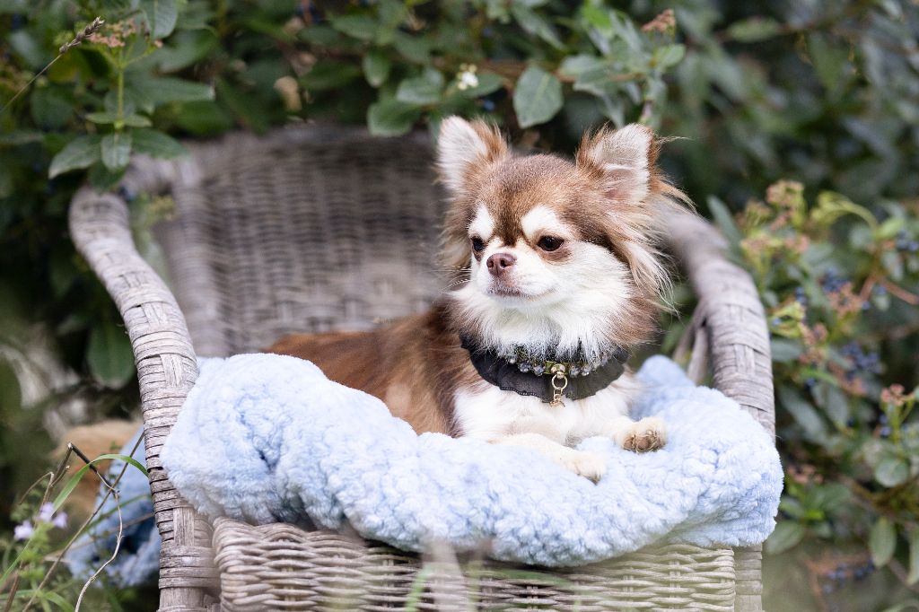 Publication : Lou Crozia