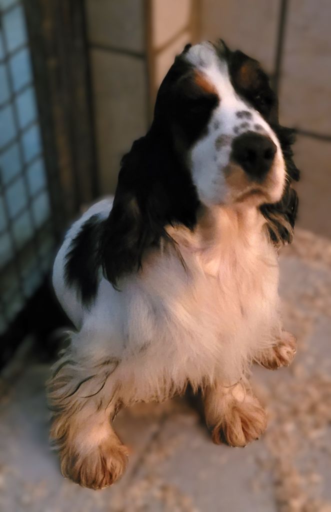 Publication : Des marais de courmont 