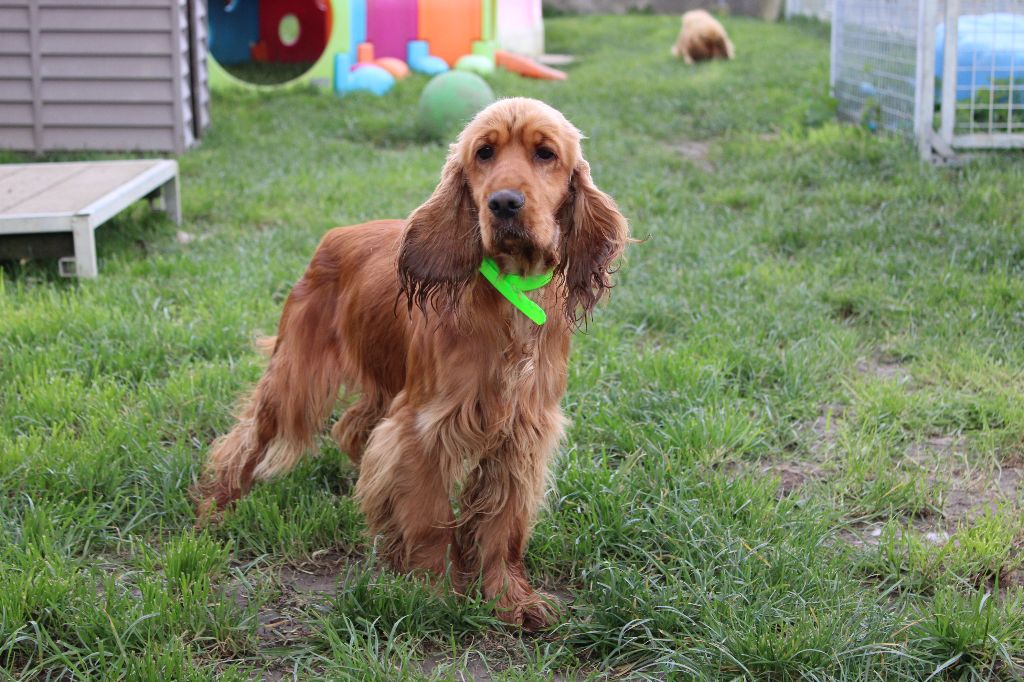 Publication : Du Royaume Des Quatre Pattes 