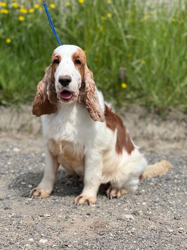 Publication : Du Royaume Des Quatre Pattes 