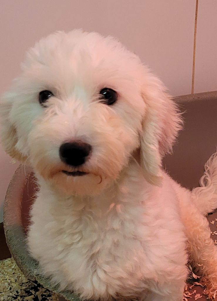 Publication : Des marais de courmont 