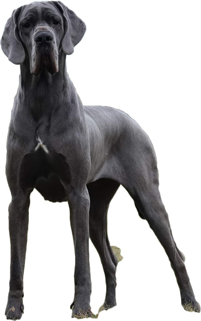 Publication : d'Attendal du Pins 