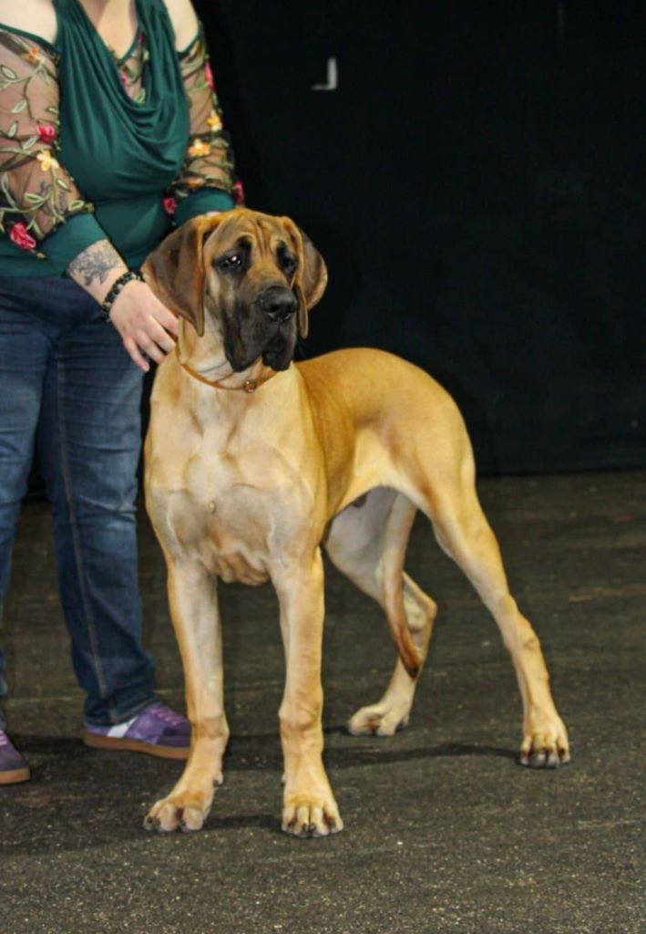 Publication : Du Dragon De La Plume Dorée 