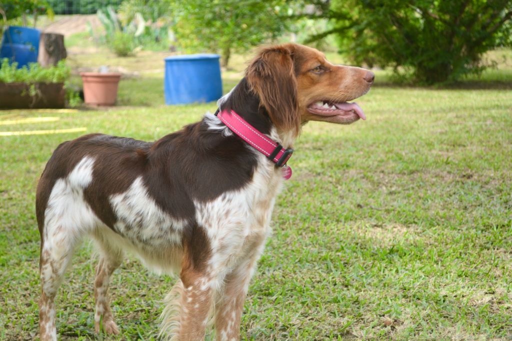 Publication : De La Vallée De Farino Auteur : M. Kirill YANAÏ