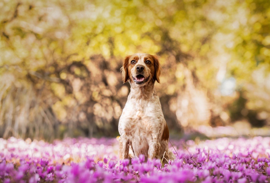 Publication : Des Collines De Galoum 