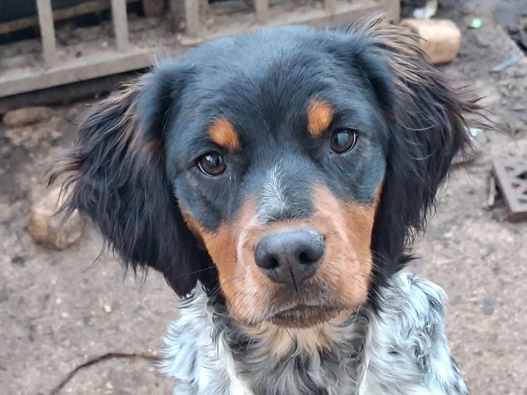 Publication : du grand capricorne 