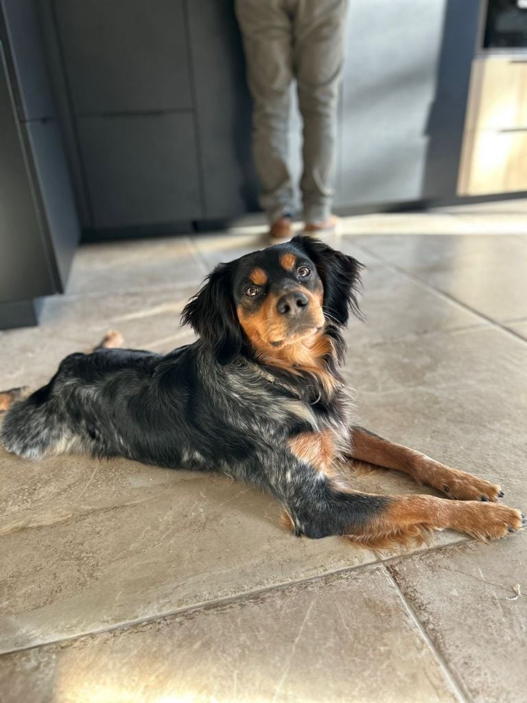 Teddy des sources de fonblanque