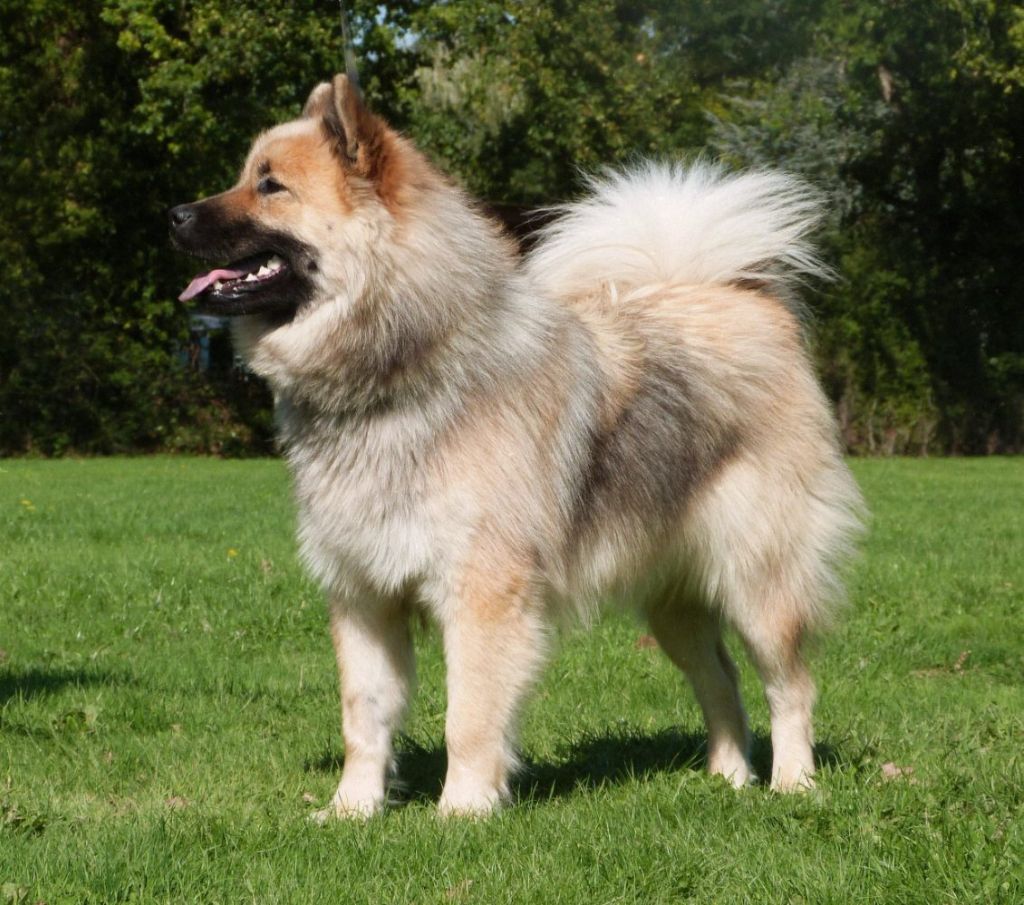 Publication : des Cerberes de Gaïa 