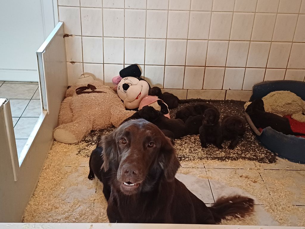 Publication : Du marais de la sangsurière 