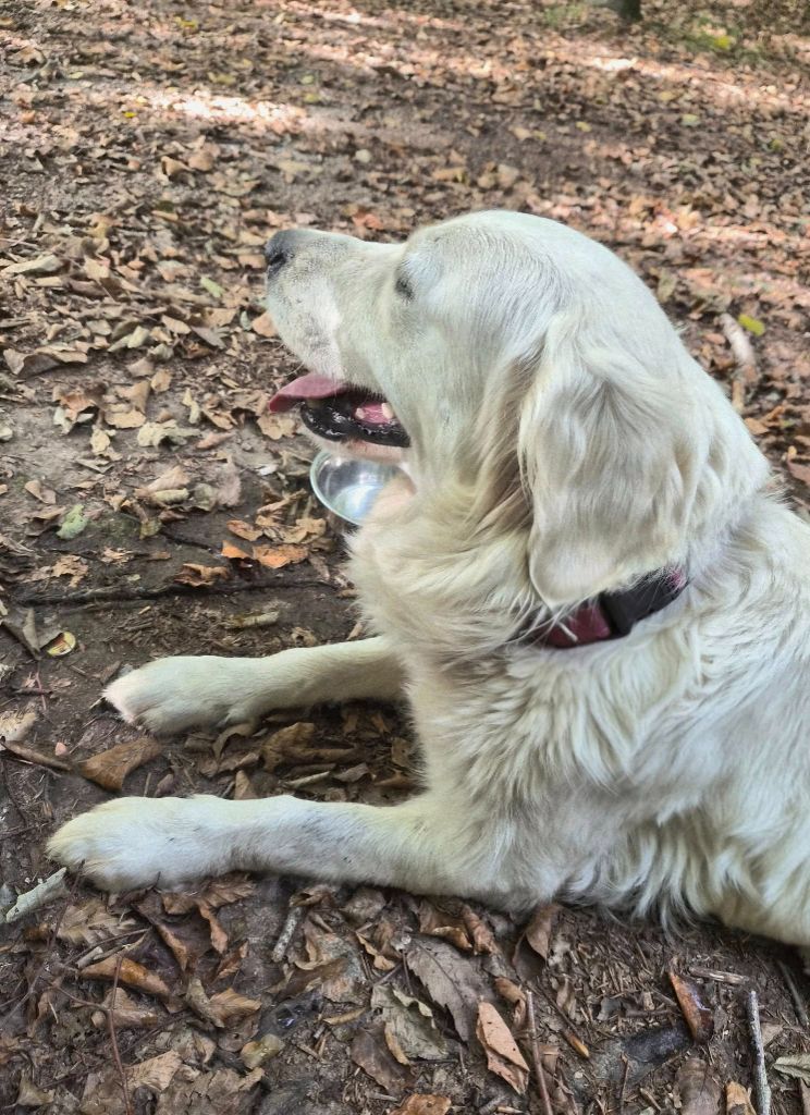 Publication : Des Mille Nuances De Douceur Auteur : Stéphanie DEMELLE